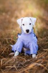 Nelly pláštěnka do deště - nepromokavá kombinéza Barva: Šedá, Délka zad (cm): 25, Obvod hrudníku: 25 - 39 cm