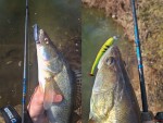 Delphin Prut Zandit 270cm 25g,Delphin Prut Zandit 270cm 25g