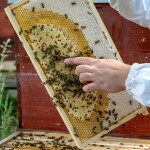 Včelařství Domovina Láskový 6x75 g ochucené medy jahoda, višeň, kakao s chilli, kakao se skořicí, malina, švestka se skořicí