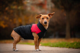 Slim-rainy obleček pro psa na zip Barva: Černo-červená, Délka zad (cm): 51, Obvod hrudníku: 74 - 80 cm