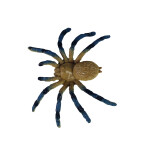 Pavouci 5 ks v sáčku