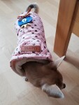 Sweet růžová bunda pro psa se srdíčky Barva: Růžová, Délka zad (cm): 25, Obvod hrudníku: 40 - 44 cm