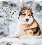 Nástěnný kalendář 2025 Dogs