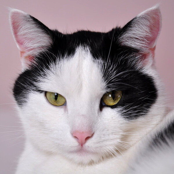 O splněných přáních - Dagmar Langová - audiokniha