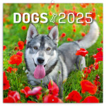 Poznámkový kalendář Psi 2025, 30 30 cm
