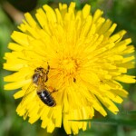 Včelařství Domovina Rakytník medu Hmotnost: