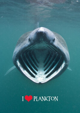 Pohlednice 3D Miluj plankton