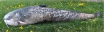 Gaby Polštář Sumec monster 200 cm,Gaby Polštář Sumec monster 200 cm