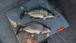 Fox Rage Gumová nástraha Ultra-Realistic Common Carp Replicant,Fox Rage Gumová nástraha Ultra-Realistic Common Carp Replicant