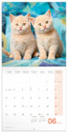 Presco Group Poznámkový kalendář Koťata 2024 - Kalendarium: západní / 30 × 30 cm (PGP-32554-Z)