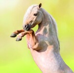 Nástěnný poznámkový kalendář 2026 Helma - Horses