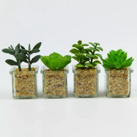 Sukulent 9-12cm mix 95798