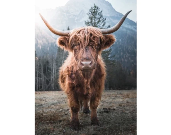 Obraz na plátně Skotská kráva, 46x61 cm