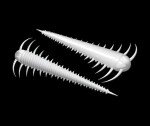Libra Lures Červ Slayzur 55 12ks - Pellet 035,Libra Lures Červ Slayzur 55 12ks - Pellet 035