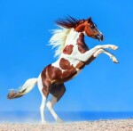 Nástěnný poznámkový kalendář 2026 Helma - Horses