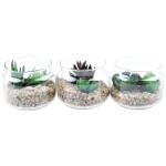 Sukulenty dekorace wve skle 7,5 cm (různé barvy a vzory)