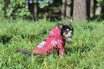 Nicole teplá bunda pro psa s kapucí Barva: Modrá, Délka zad (cm): 22, Obvod hrudníku: 32 - 35 cm