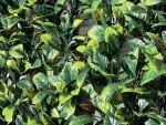 Syntetický živý plot – Divy Laurus Plus 3x1 m [3 m²]