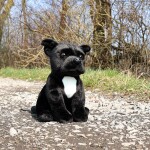 Eco-Friendly pes stafordšírský bulteriér černý 30 cm