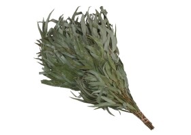 Saunová metlička, eukalyptus