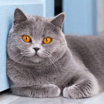 Nástěnný poznámkový kalendář 2026 NOTIQUE - Kočky, 30 x 30 cm