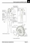Netterův vybarvovací anatomický atlas - Frank H. Netter