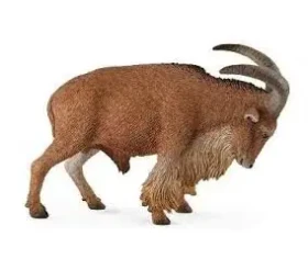 Collecta Paovce hřivnatá