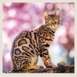 Nástěnný kalendář 2027 Helma Cats