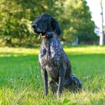 Obojek pro dalšího psa DOG GPS X25B- zelená