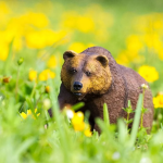 Safari Ltd. Safari Ltd. Figurka - Medvěd Grizzly