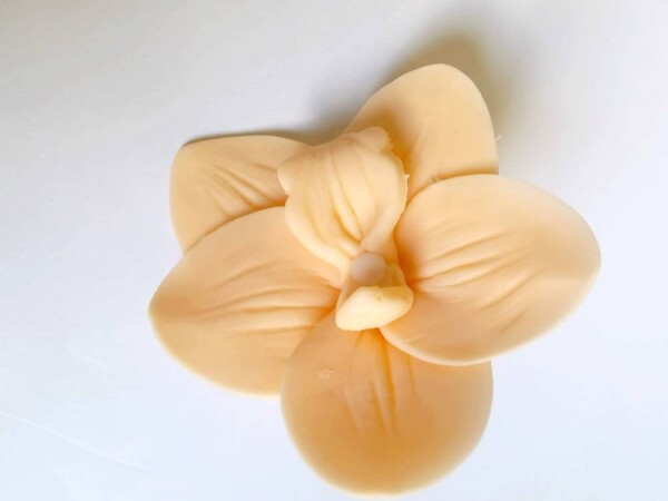 Dortisimo Cukrová orchidej broskvová (9 ks)