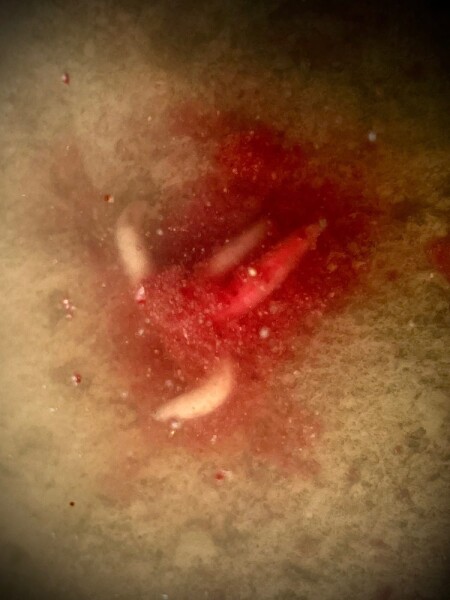 LK Baits Booster Predator Powdered 30g,LK Baits Booster Predator Powdered 30g