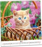 Nástěnný kalendář ARIA 2026 - Koťata