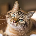 Nástěnný poznámkový kalendář 2026 NOTIQUE - Kočky, 30 x 30 cm