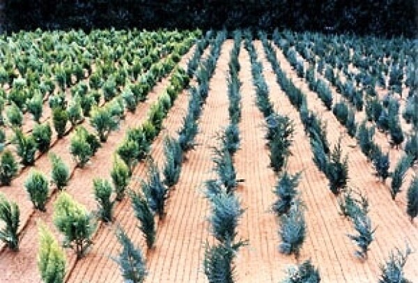 Kokosová mulčovací rohož PP síťovinou Geomat g/m² m²]