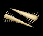 Libra Lures Červ Slayzur 55 12ks - Cheese 005,Libra Lures Červ Slayzur 55 12ks - Cheese 005