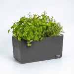 Truhlík Berberis 40 cm