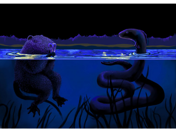 Nutrie a úhoř