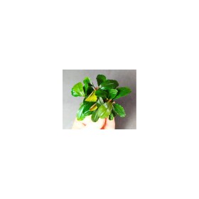Bucephalandra Broad Leaf