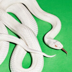 Private Music (Limited White Vinyl, Indie) - LP - Deftones