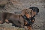 Obojek pro dalšího psa DOG GPS X30TB