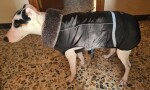 Rafael bunda pro psa s kožíškem Barva: Červená, Délka zad (cm): 29, Obvod hrudníku: 34 - 55 cm