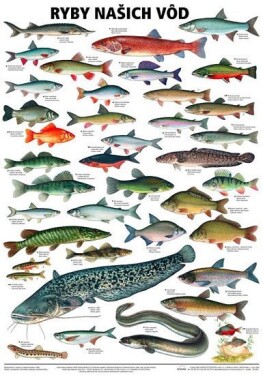 Plakát - Ryby našich vod