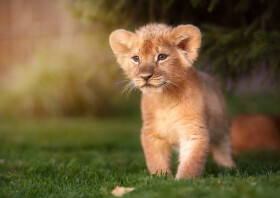 Pohlednice 3D Lion Prince