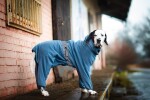Komfort fleecová kombinéza pro psa Barva: Šedá, Délka zad (cm): 28, Obvod hrudníku: 36 - 42 cm
