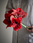 Bloomingville Umělá květina Amaryllis Red 74 cm, červená barva, plast