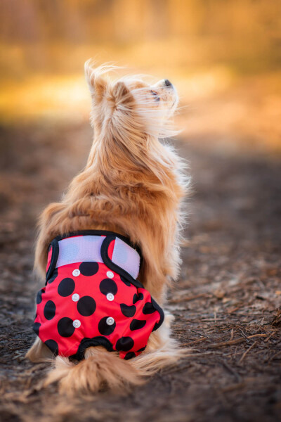 Gama hárací kalhotky pro psa Barva: Červená, Obvod slabin (cm): 22 - 38