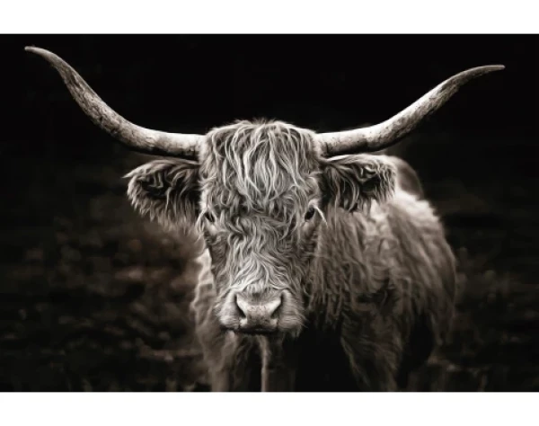 Obraz na plátně Skotská kráva, 90x60 cm