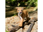 Safari Ltd. Safari Ltd. Figurka - Puma americká