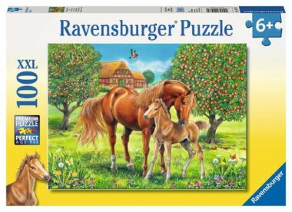 Ravensburger Koně na pastvině